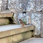 SUBIENDO ESCALERAS