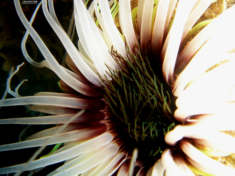 Submarine flowers