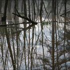 Submerged forest