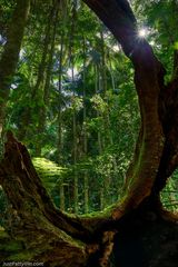 Subtropical Rainforest, Maiala
