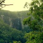 Subtropischer Regenwald in Australien