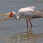 Successful Yellow-billed Stork