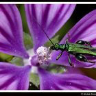 Succhiando il nettare