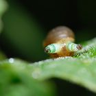 Succinée parasité par un cercaire