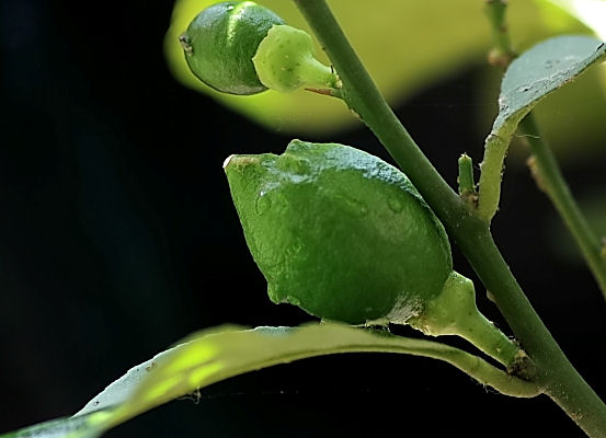 Succosa promessa