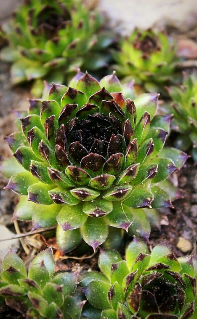 Succulent 