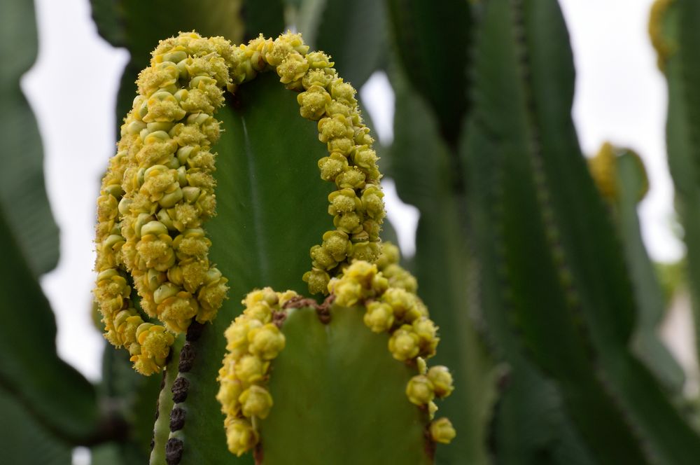 Succulente in Blüte