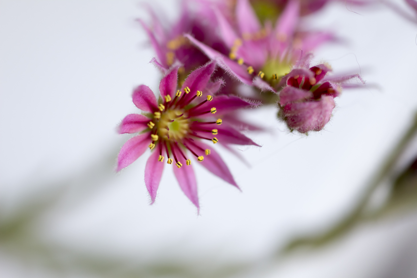 succulentenblüte