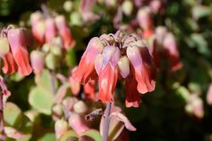 Succulentenblüten