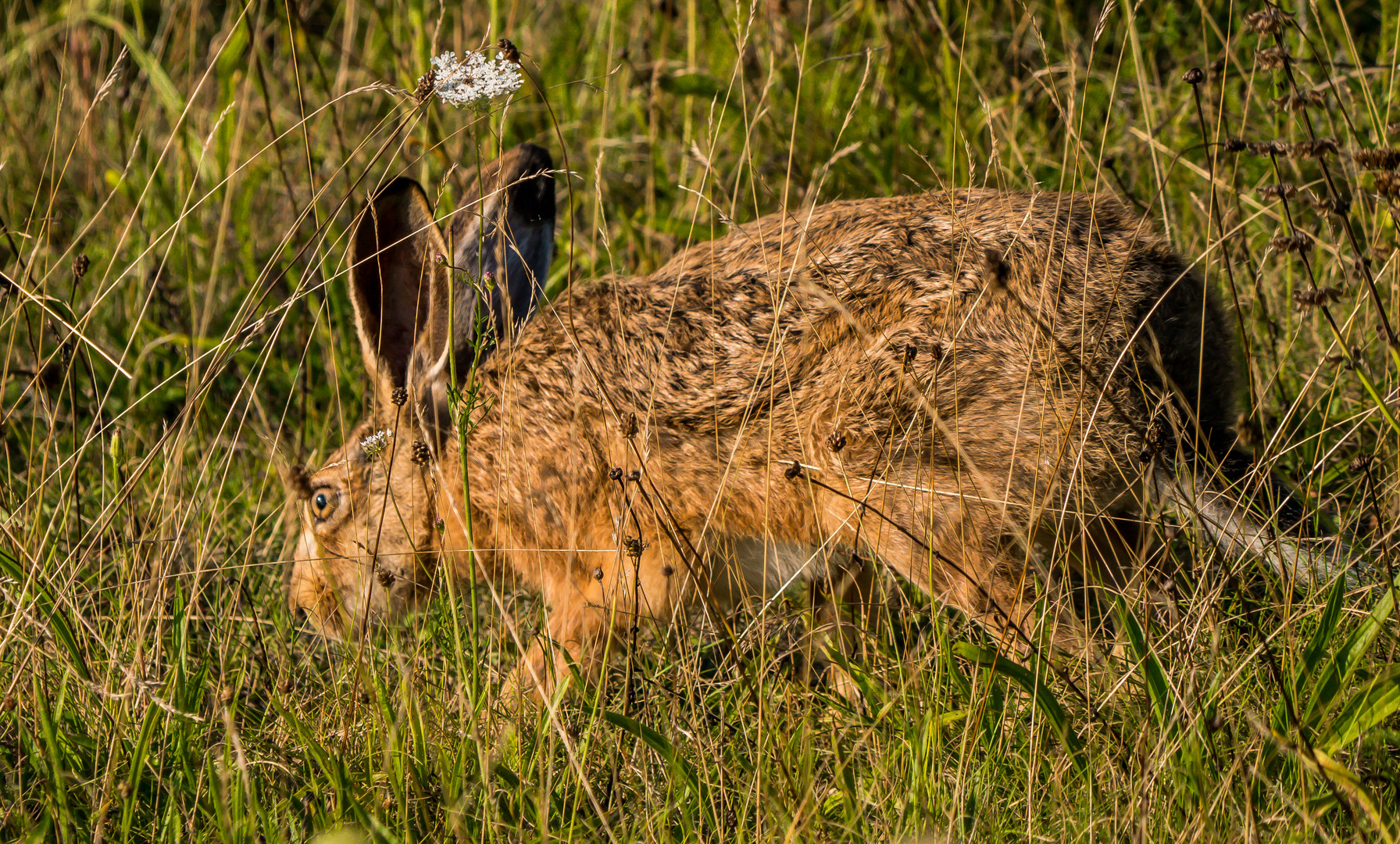 "SUCH ANKA ..... WO ISS DER FUCHS"