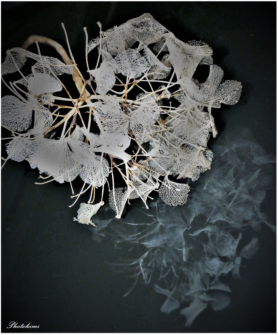 Such beautiful skeletons of hydrangea (II) 