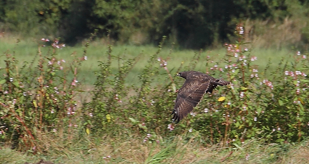 Such Flug des Bussard's