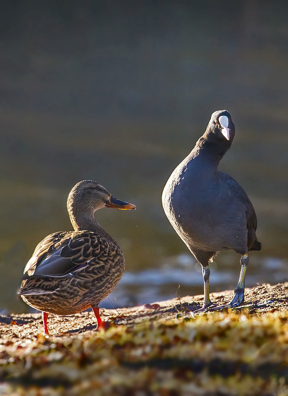 Such hier einen TITEL, für die Blässralle und der Stockente