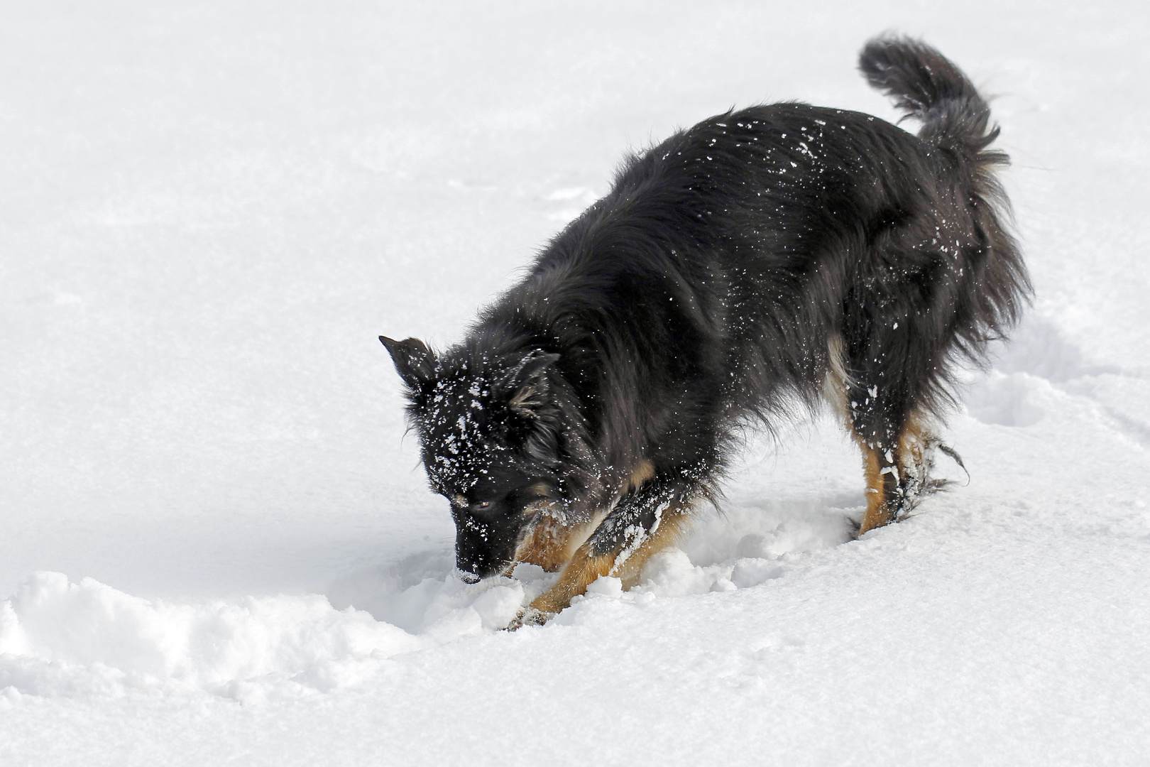 "Such, Schneehund, such"