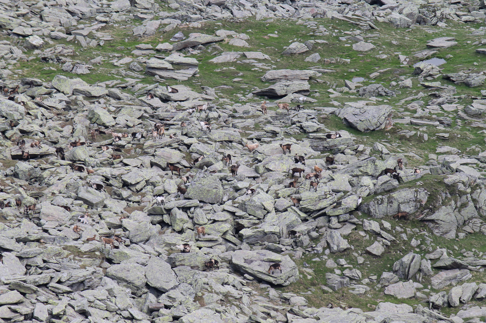 suchbild Foto & Bild | tiere, wildlife, wildlife: sonstige tiere Bilder