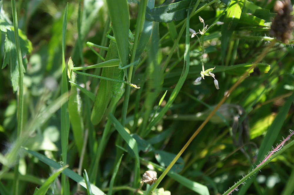 " Suchbild "