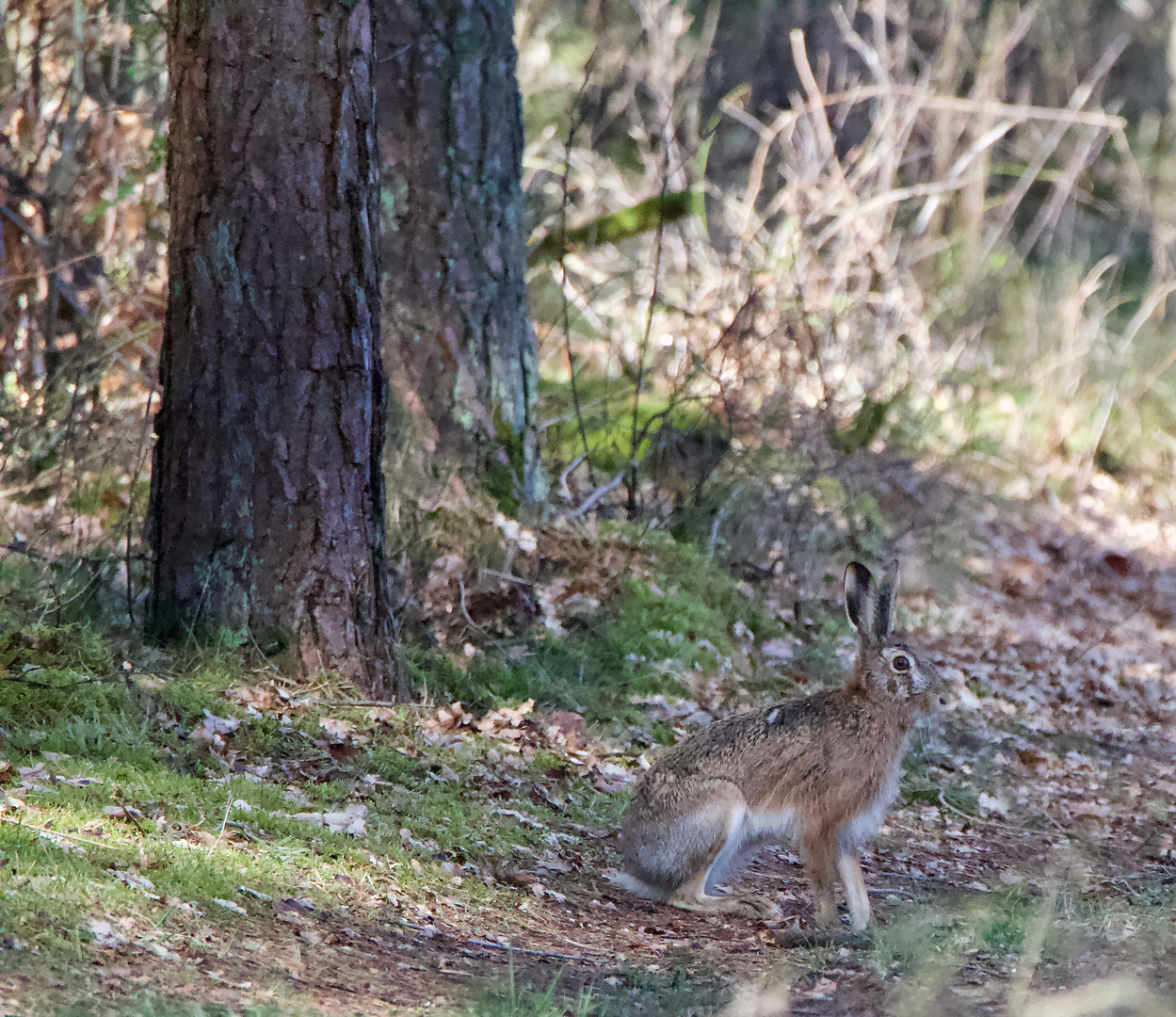 Suchbild