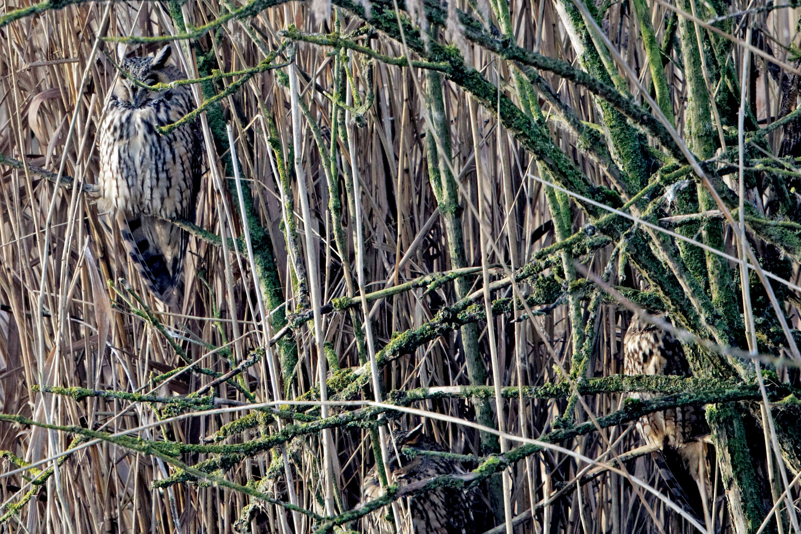 Suchbild als Doku