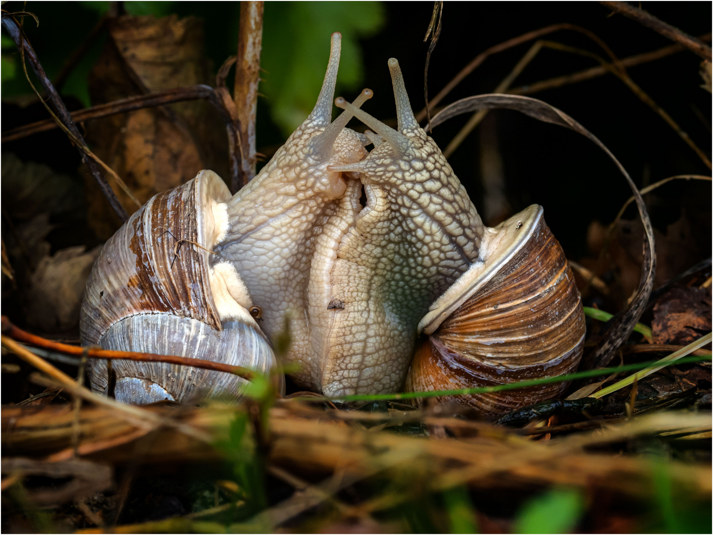 Suchbild: Babyschnecke