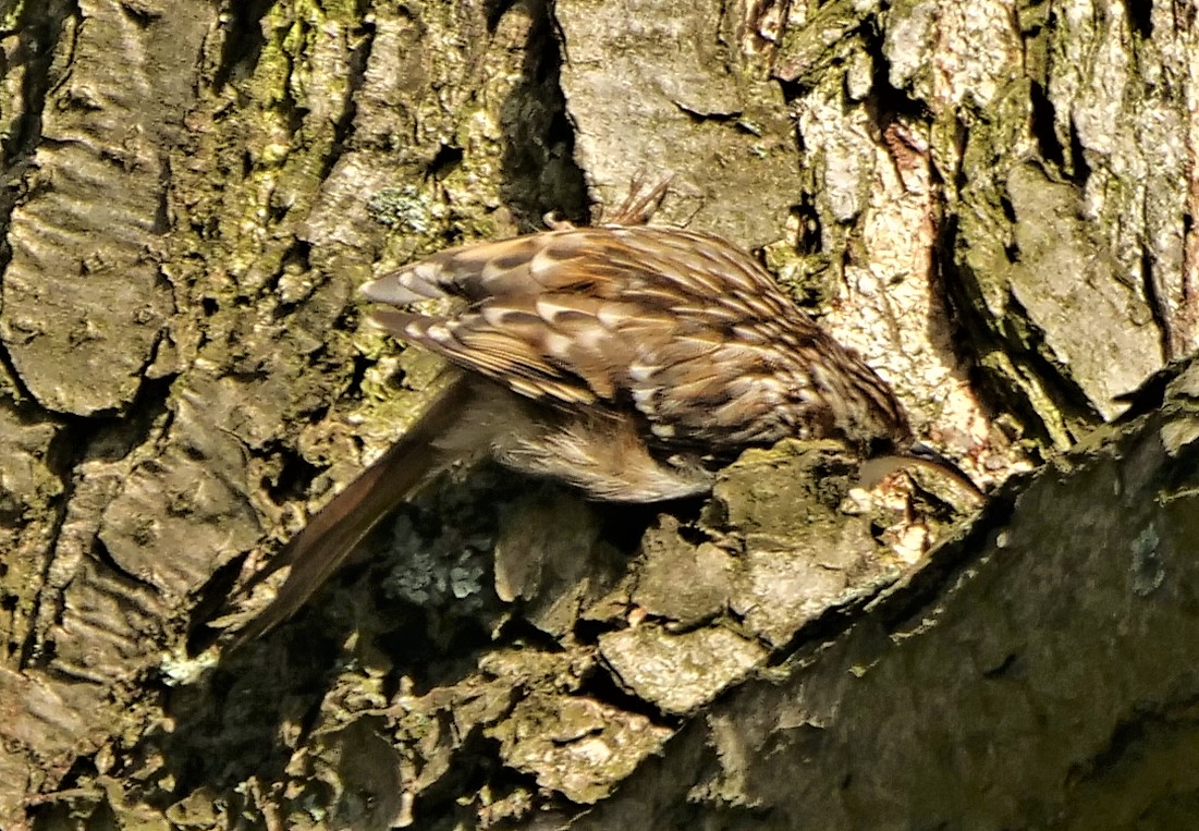 Suchbild - Baumläufer