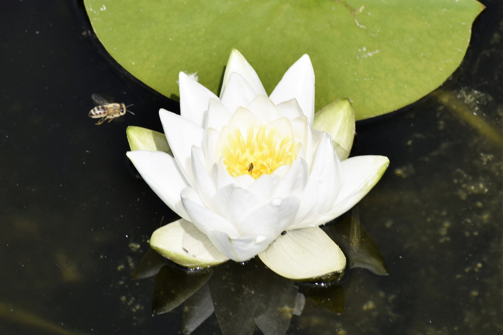 Suchbild "Besucher der Seerose"