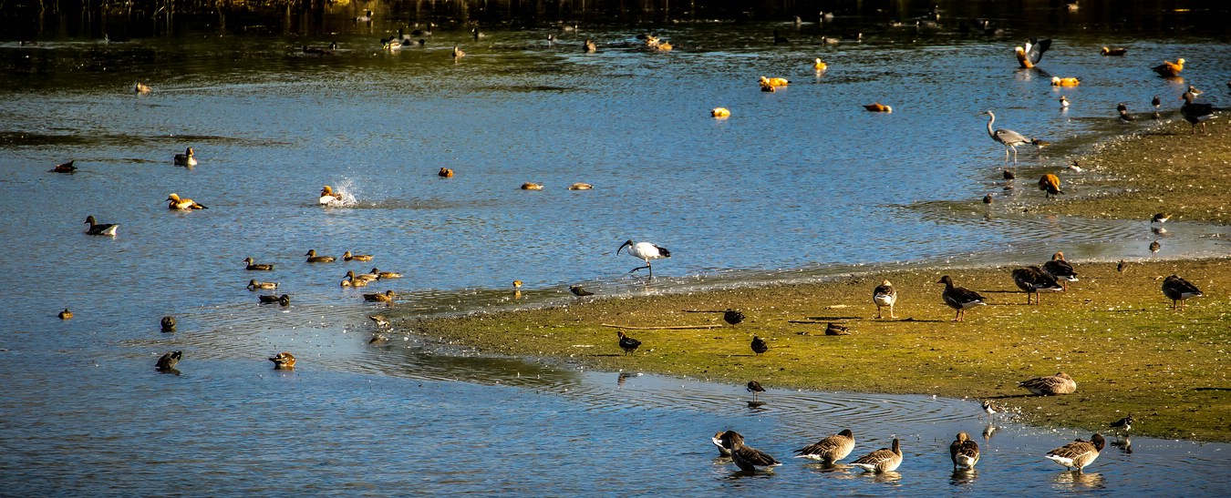 "SUCHBILD" der Artenvielfalt am Altmühlsee / Inselzone