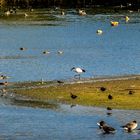 "SUCHBILD" der Artenvielfalt am Altmühlsee / Inselzone