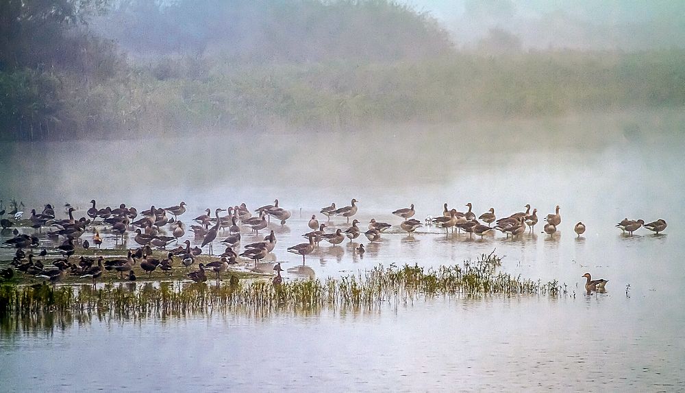 "Suchbild" - der Nebel und die Vögel