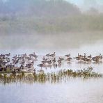 "Suchbild" - der Nebel und die Vögel