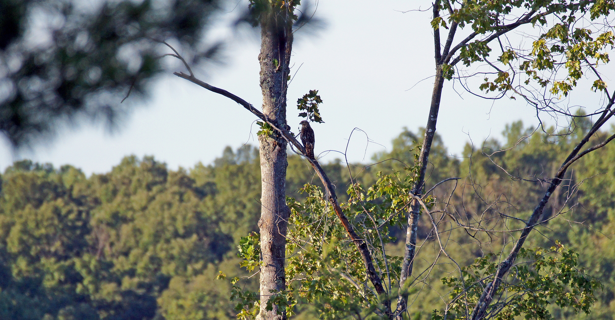 Suchbild