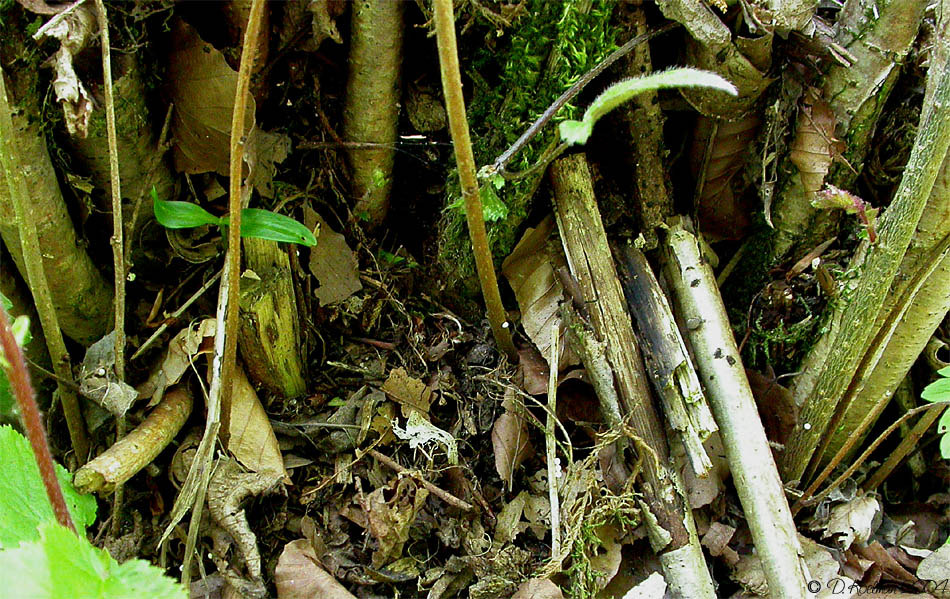 Suchbild: finden Sie alle Eier des Schwarzen Apollofalters und gewinnen Sie ...