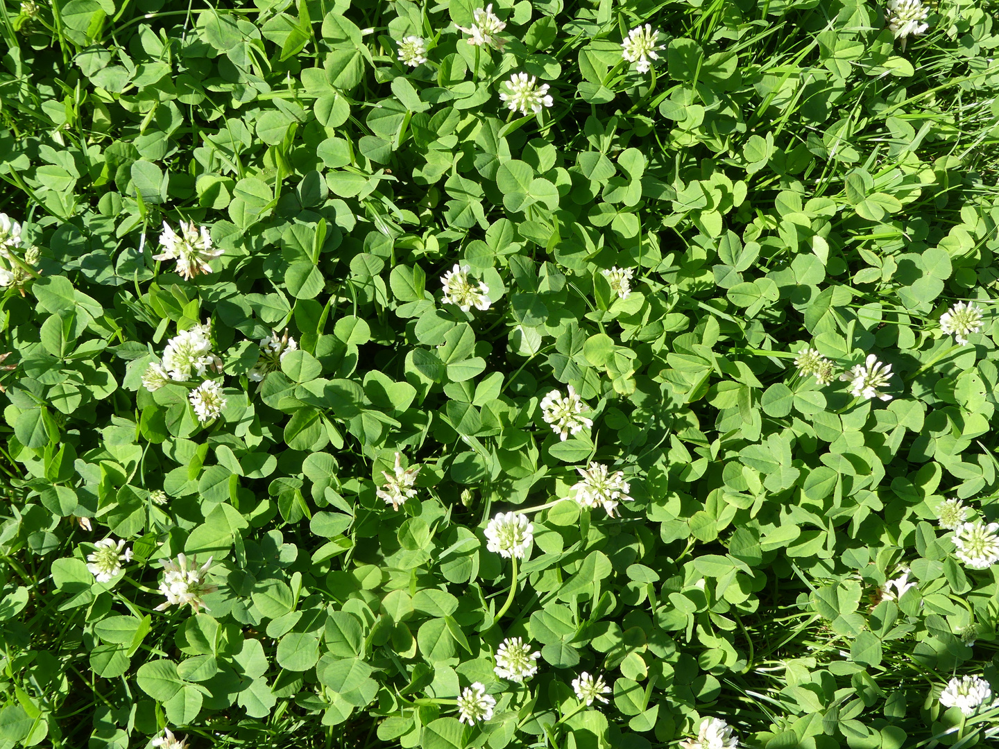 Suchbild für Glückskinder