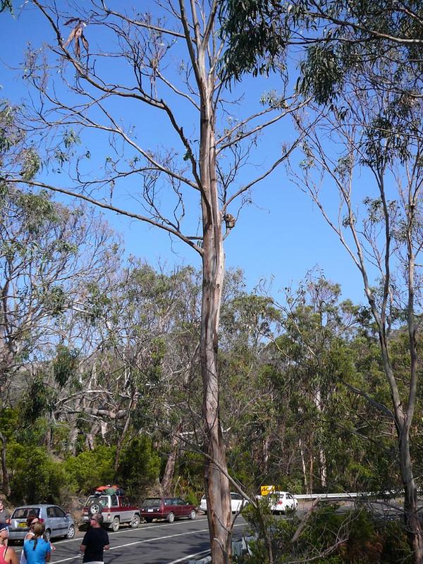 Suchbild: Great Ocean Road, wo ist der Koala