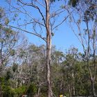 Suchbild: Great Ocean Road, wo ist der Koala