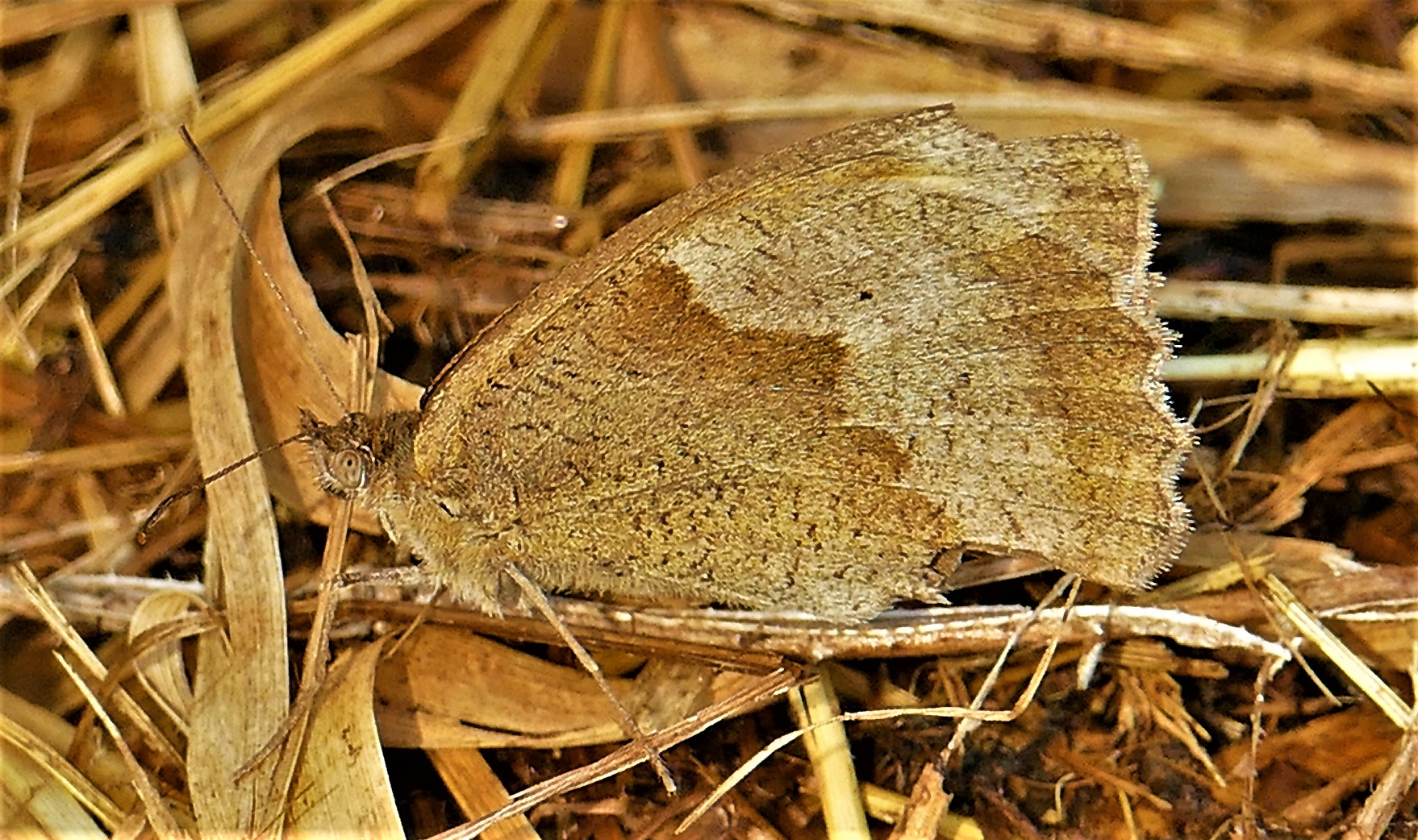 Suchbild-Großes Ochsenauge