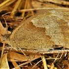 Suchbild-Großes Ochsenauge