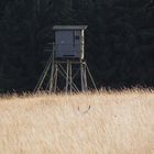 Suchbild: Hochsitz mit äsendem Hirsch