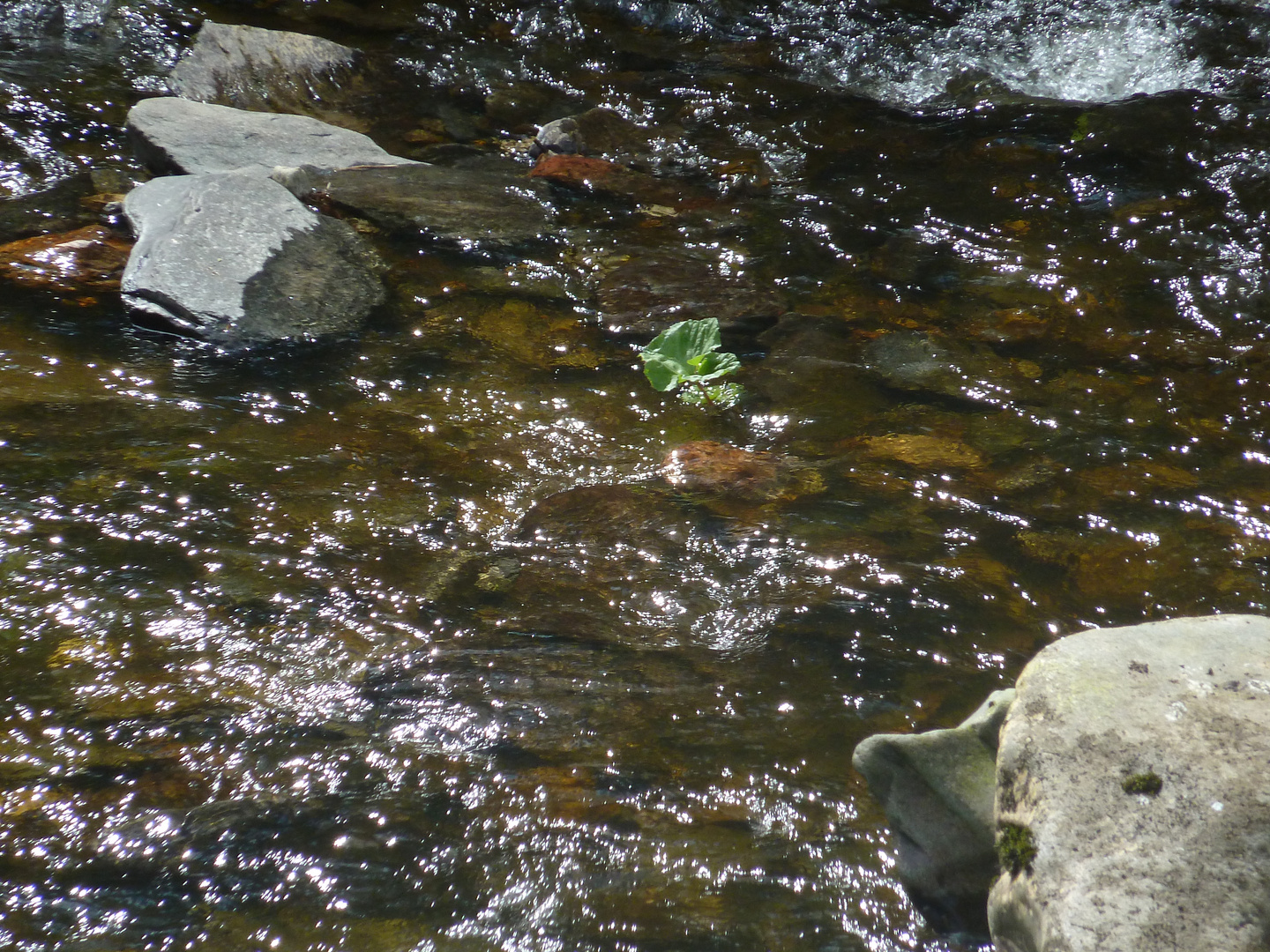 Suchbild im Glitzerwasser