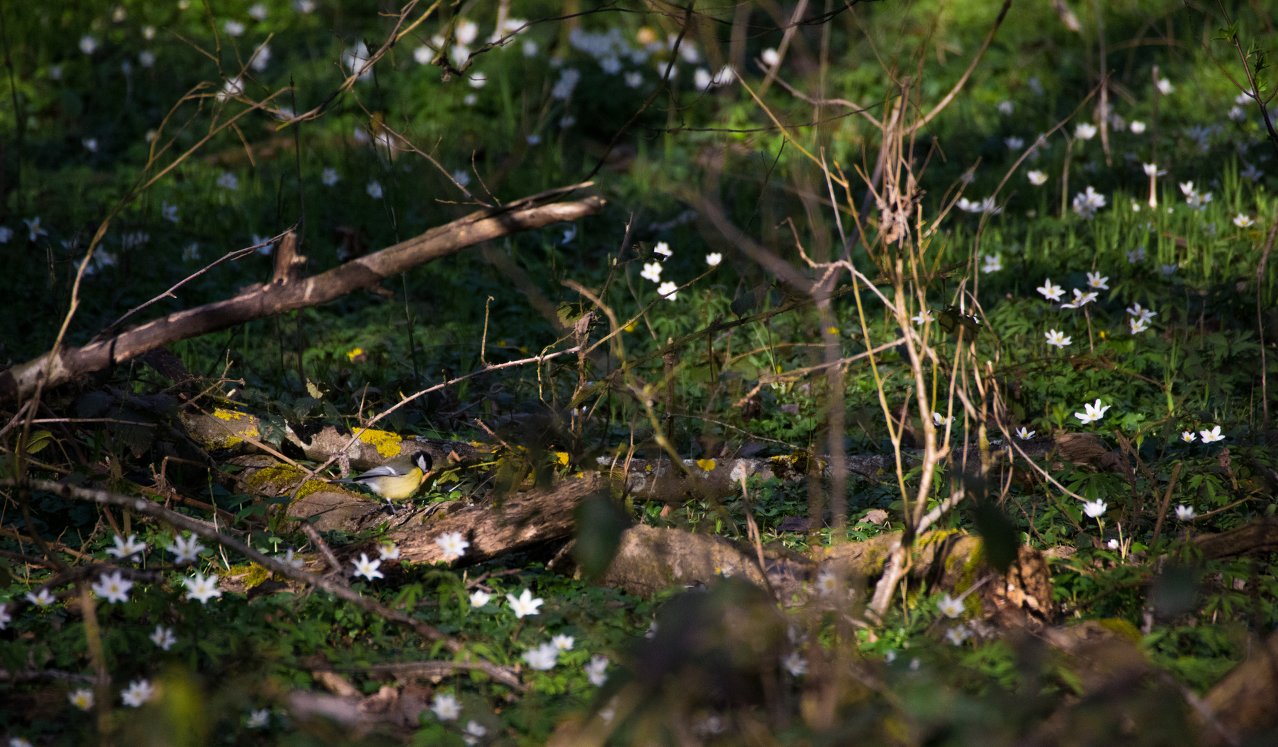 Suchbild Kohlmeise im Unterholz