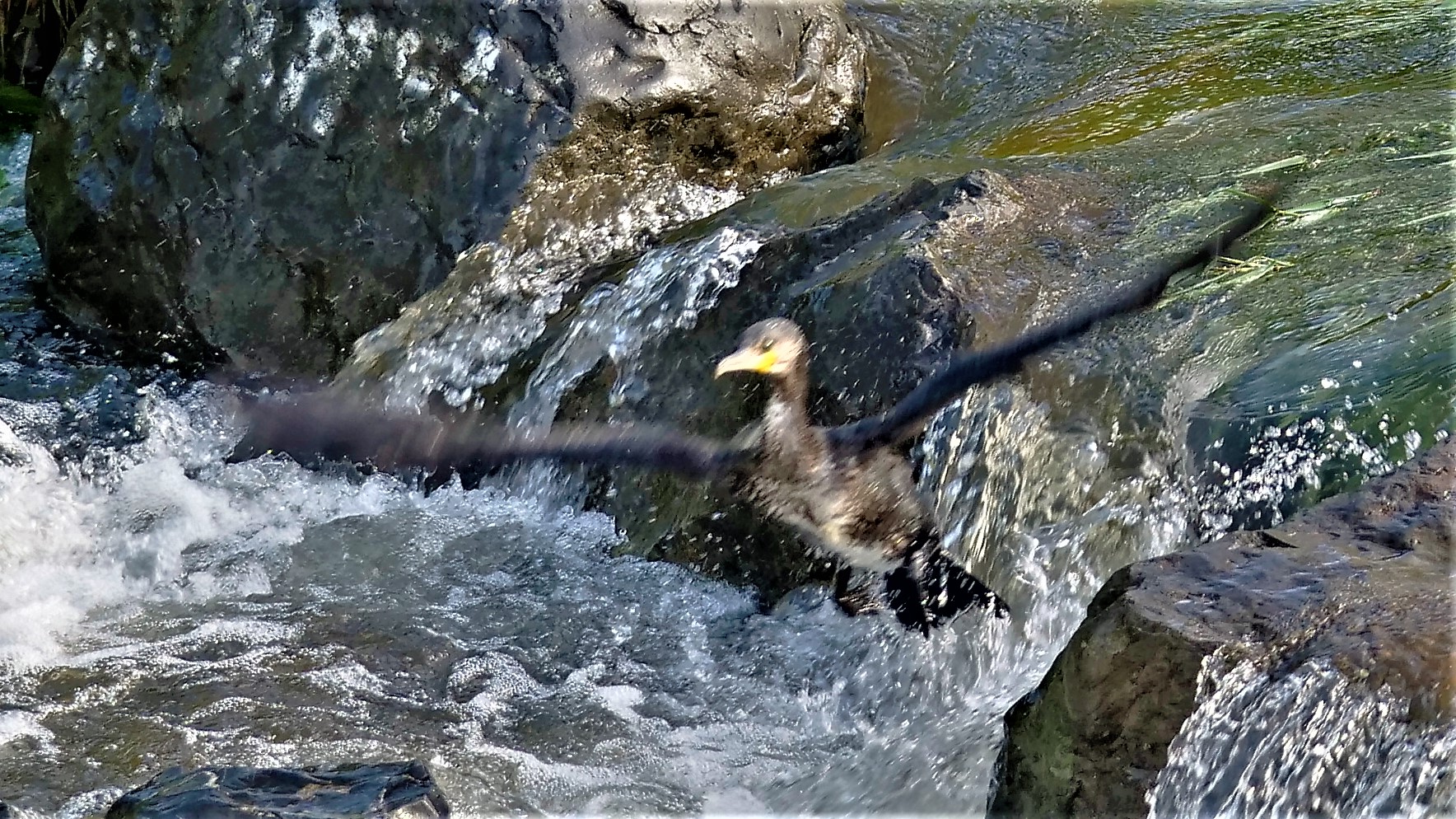 Suchbild - Kormoran