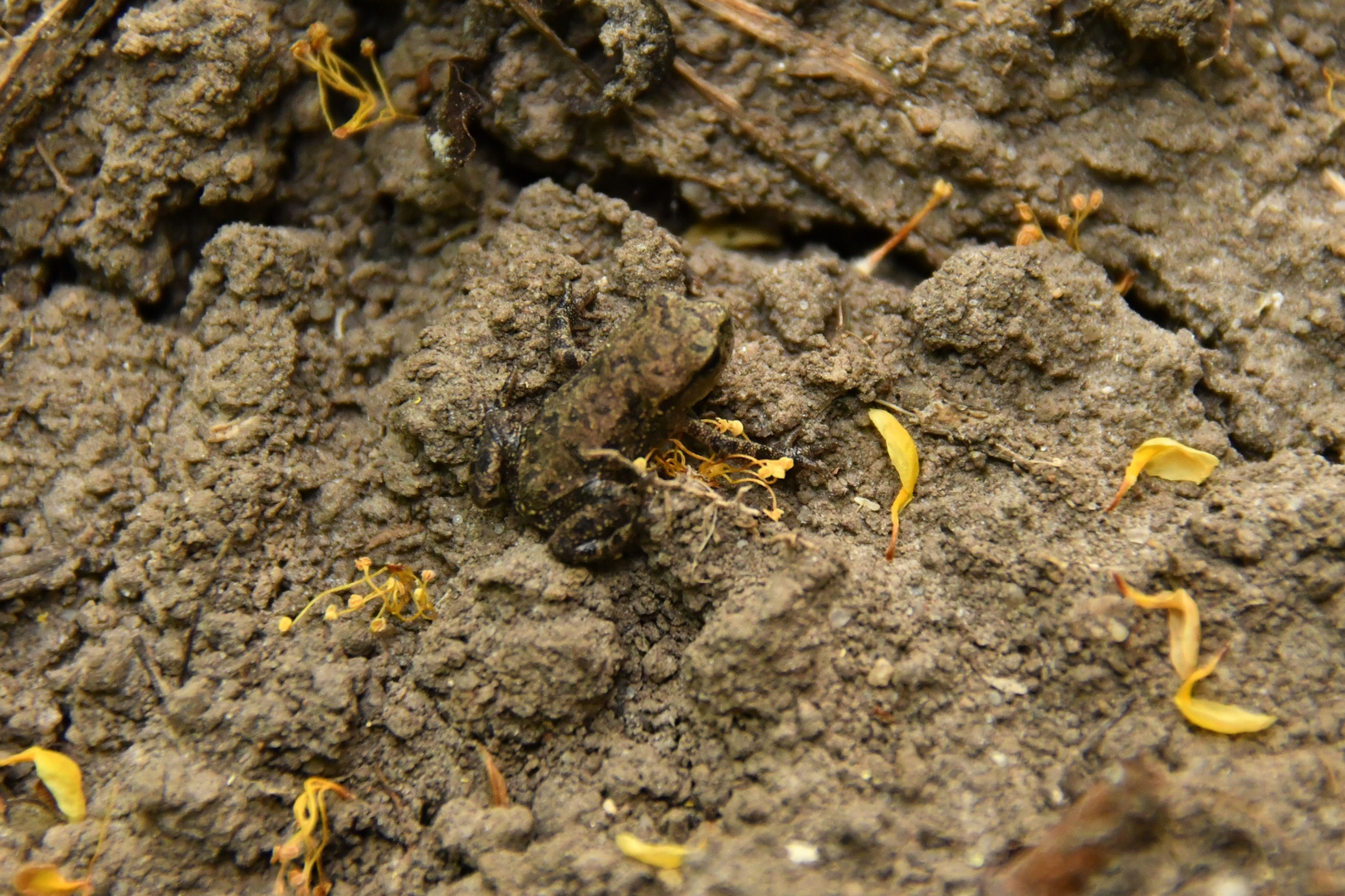 Suchbild Mit Fröschlein