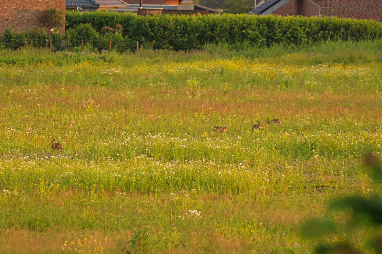 Suchbild mit fünf Hasen