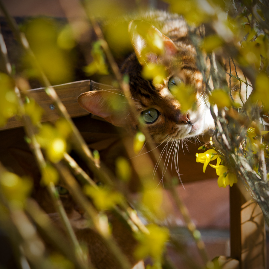 Suchbild mit Katzen und Frühling