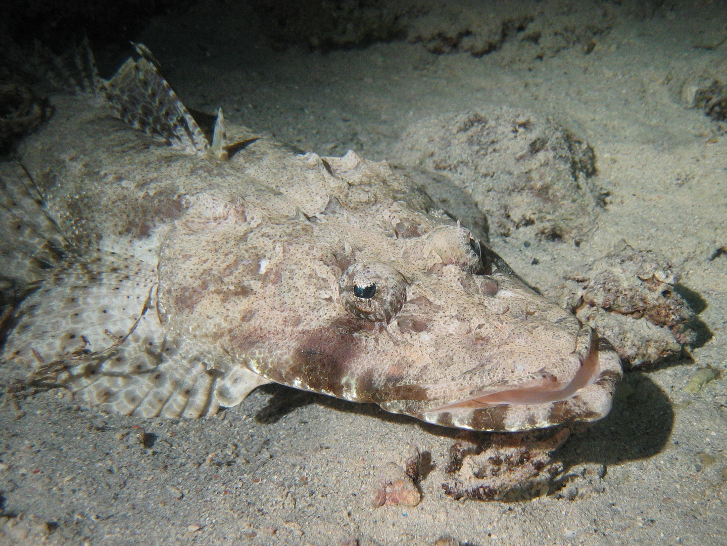 Suchbild mit Krokodilfisch