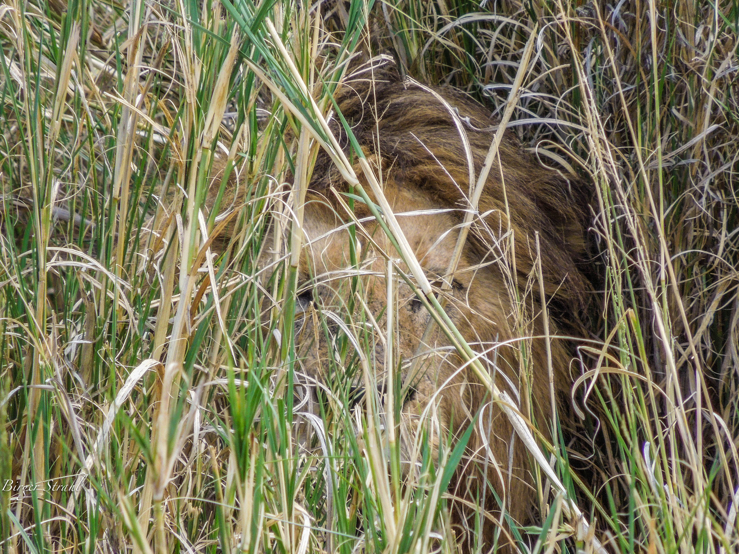 Suchbild mit Löwe