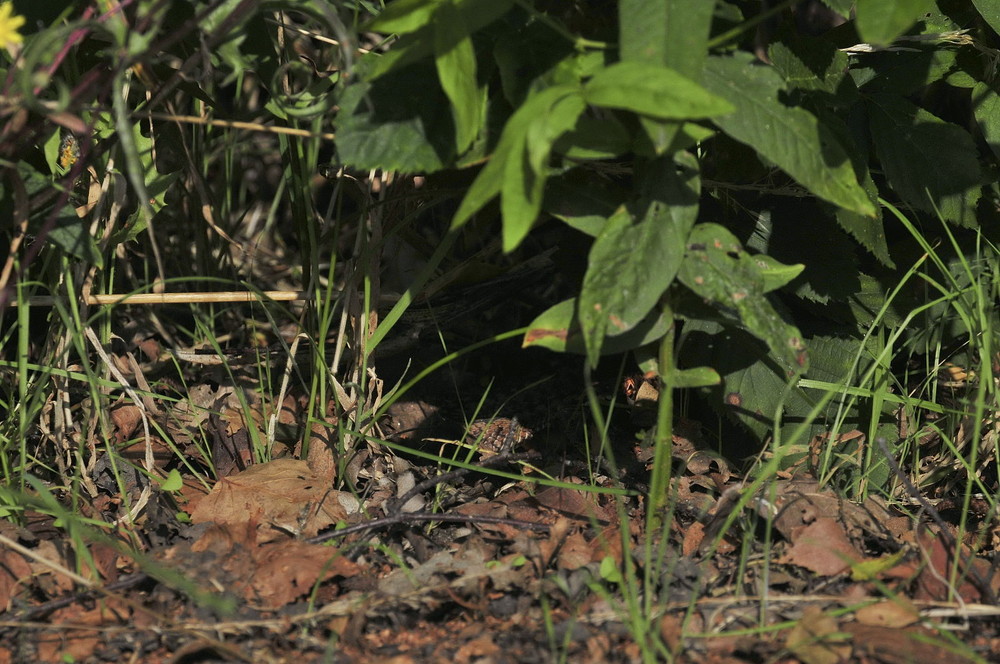 Suchbild mit Otter 2