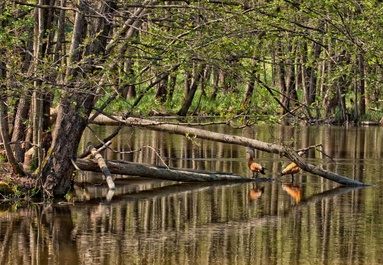 Suchbild oder zurück zur Natur 