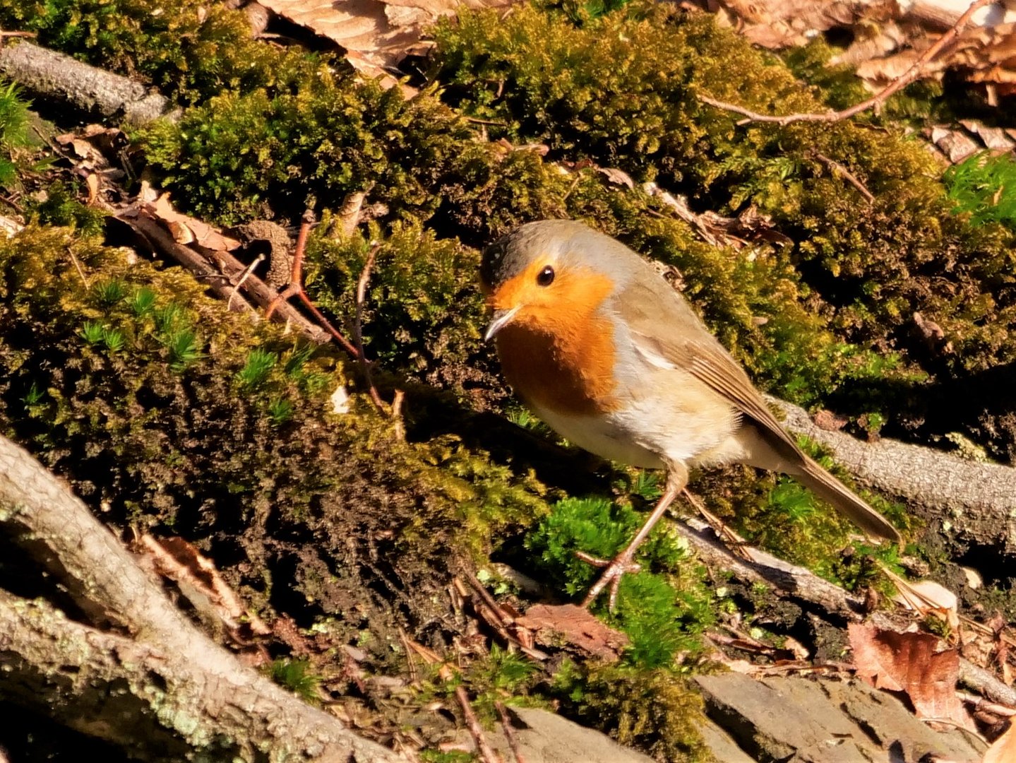 Suchbild - Rotkehlchen 