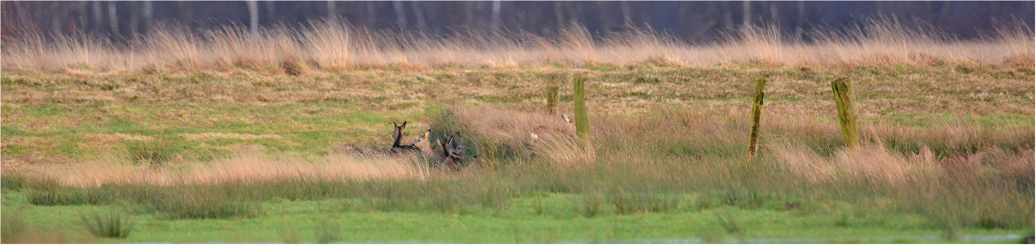 Suchbild - Schutz suchendes Rehwild . . .