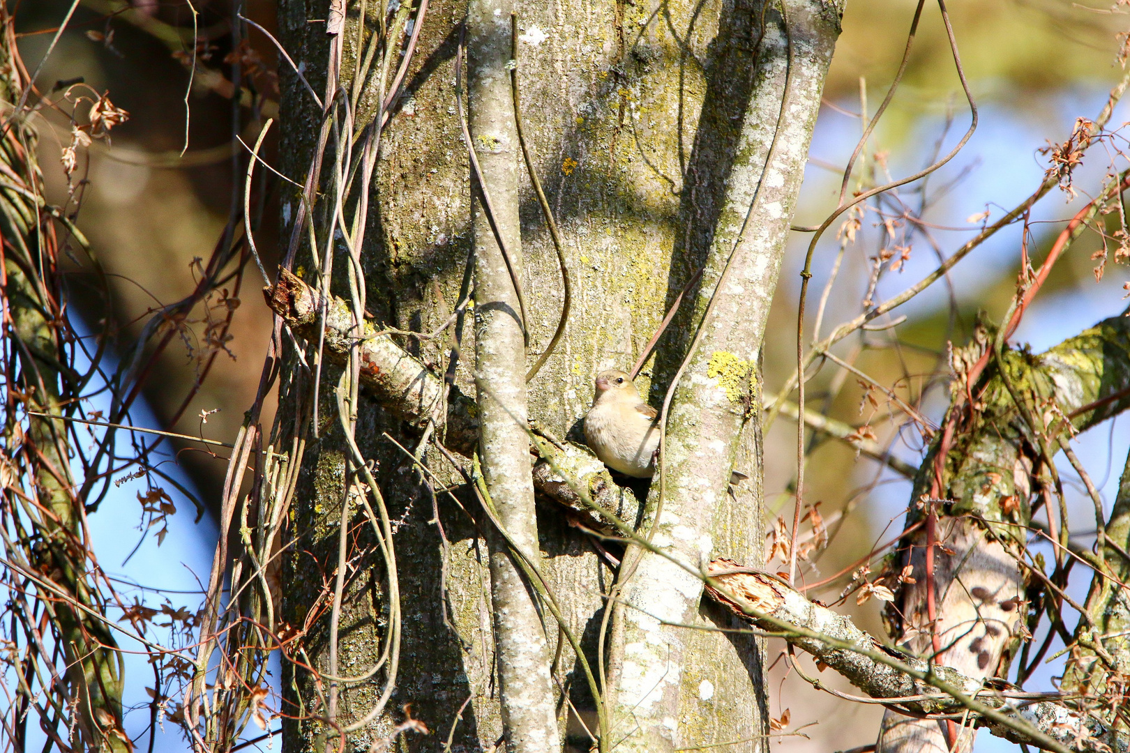 Suchbild - Singvogel